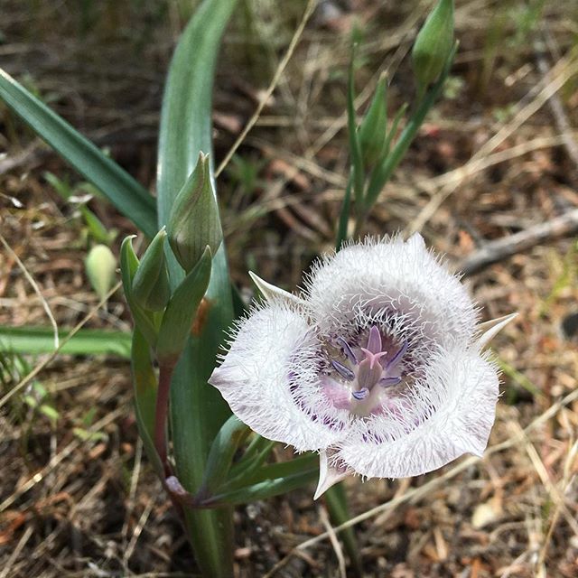 Perfectly fitting that Lilia found this Calochortus tolmiei