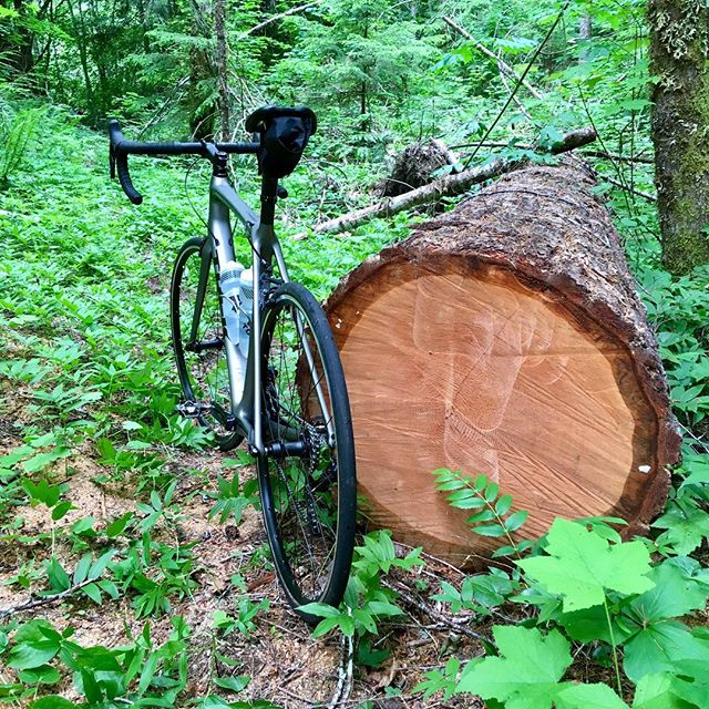 I got a proper road bike to ride proper overgrown trails